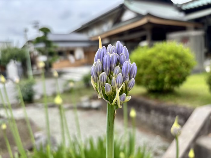 藤沢 清浄光寺(遊行寺) 庭園