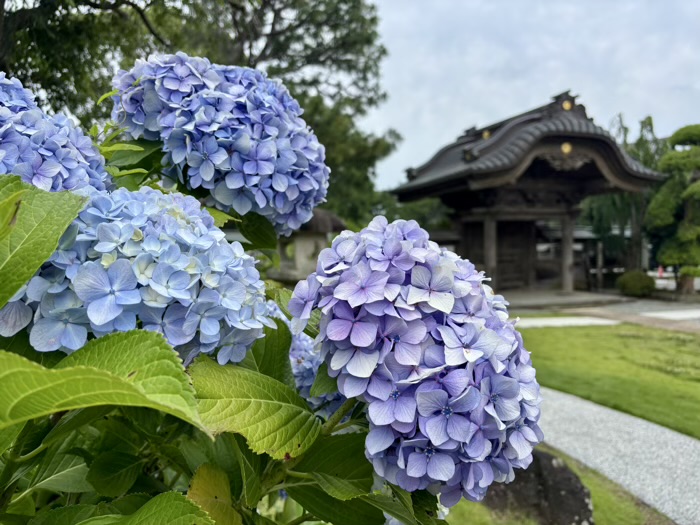 藤沢 清浄光寺(遊行寺) 庭園