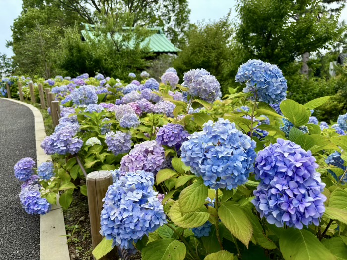 藤沢 清浄光寺(遊行寺) あじさい