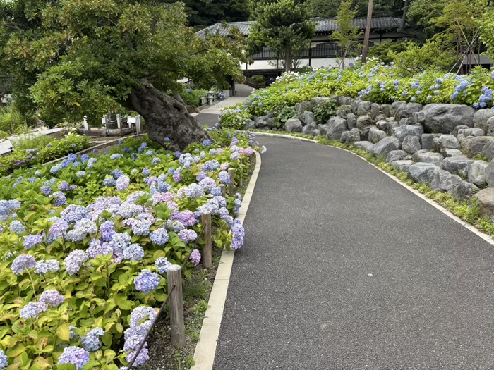 藤沢 清浄光寺(遊行寺) あじさい
