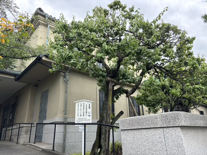 港区高輪　萬松山 泉岳寺　主税梅