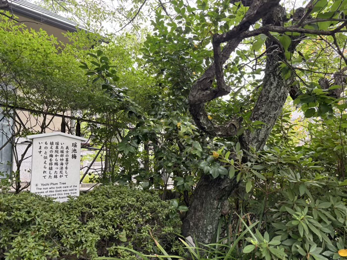港区高輪　萬松山 泉岳寺　赤穂義士墓地　瑤池梅