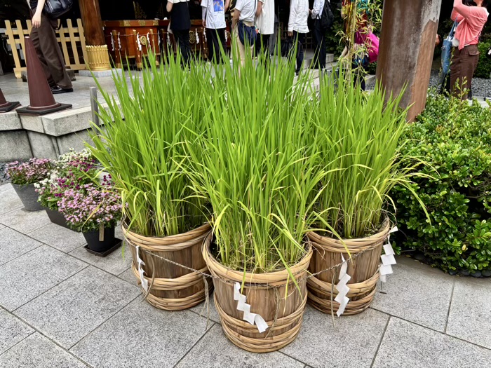 飯田橋　東京大神宮　七夕