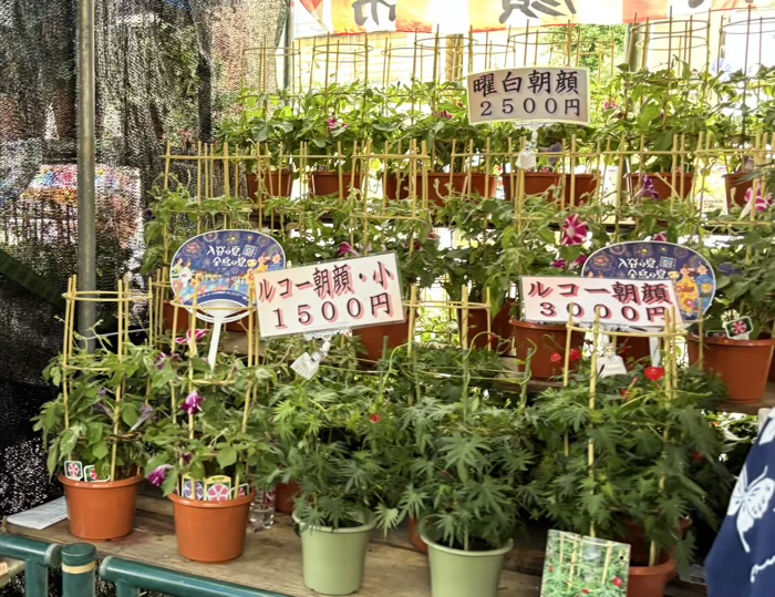 入谷　真源寺　朝顔まつり（朝顔市）