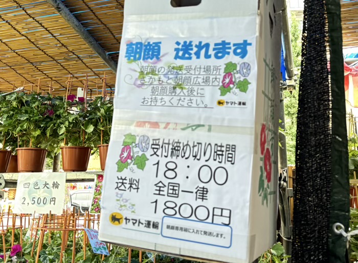 入谷　真源寺　朝顔まつり（朝顔市）