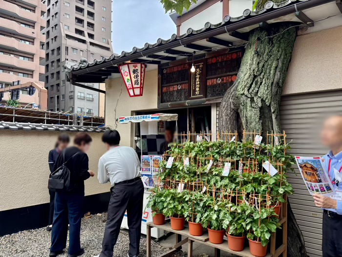 入谷　真源寺　朝顔まつり（朝顔市）
