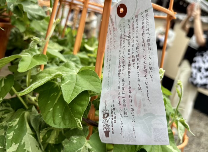 入谷　真源寺　朝顔まつり（朝顔市）