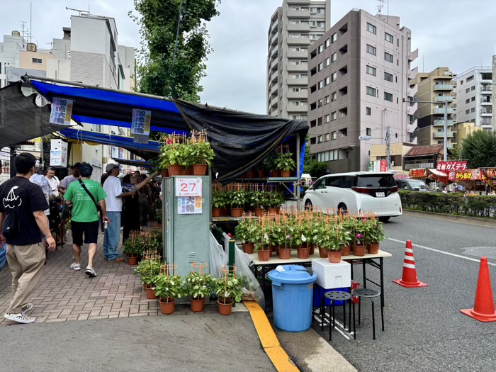 入谷　真源寺　朝顔まつり（朝顔市）