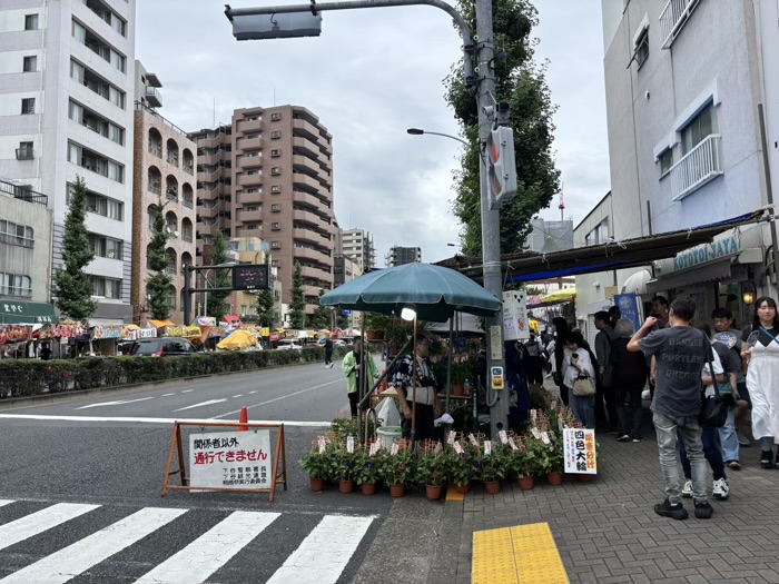 入谷　真源寺　朝顔まつり（朝顔市）