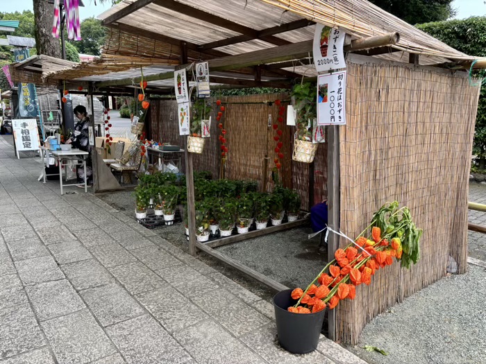 秦野 出雲大社相模分祠 ほおずき市(夏詣)