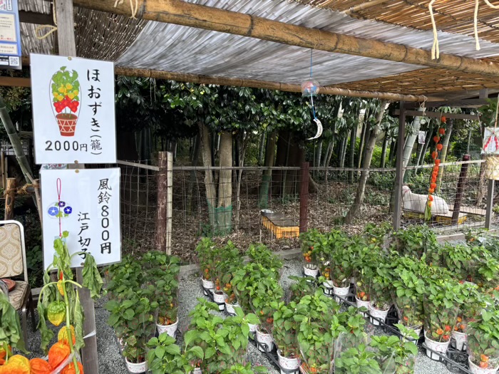 秦野 出雲大社相模分祠 ほおずき市(夏詣)