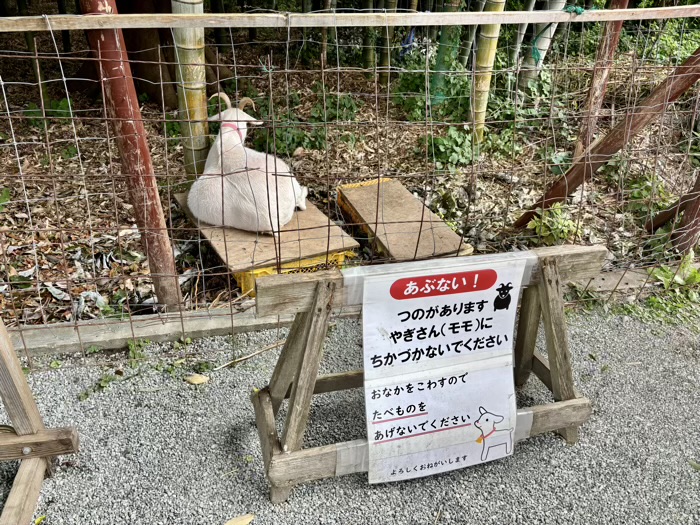 秦野 出雲大社相模分祠 ほおずき市(夏詣) ヤギのももちゃん