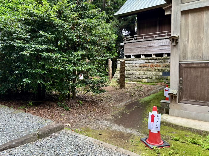 秦野 出雲大社相模分祠 ほおずき市(夏詣) あじさい棚