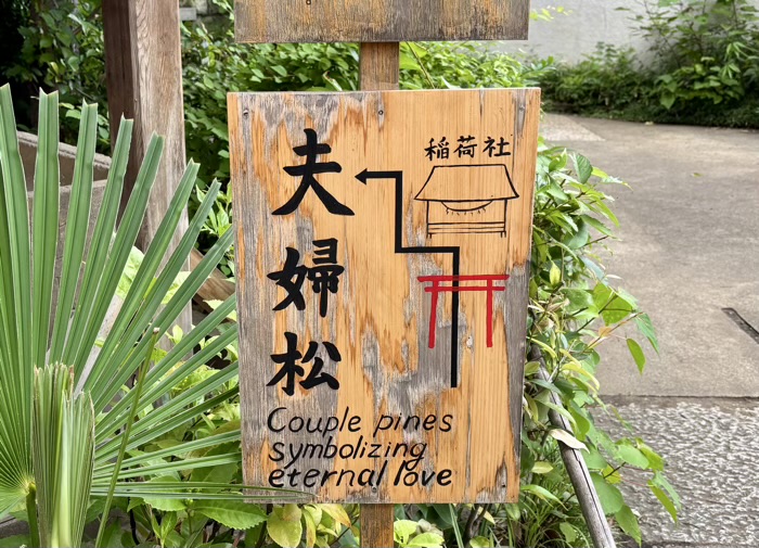自由が丘熊野神社　夫婦松