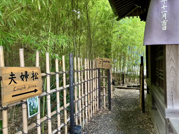 自由が丘熊野神社　夫婦松
