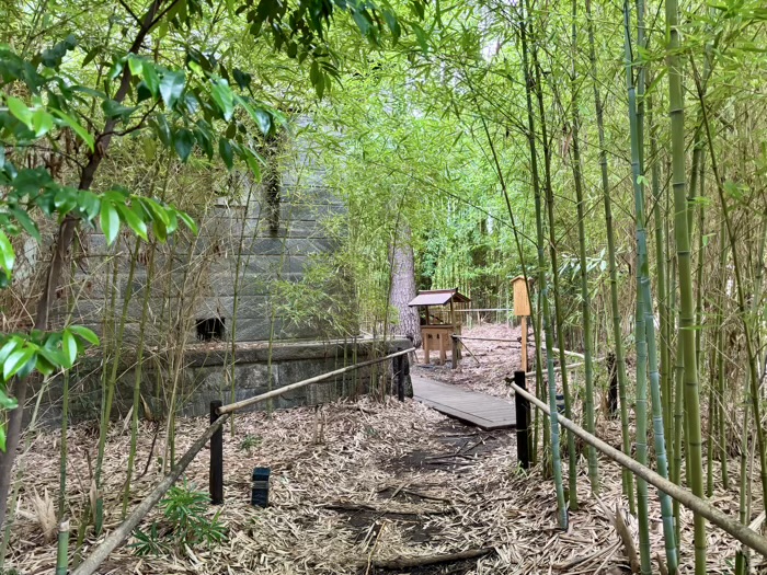 自由が丘熊野神社　夫婦松