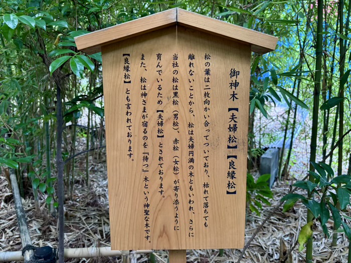 自由が丘熊野神社　夫婦松