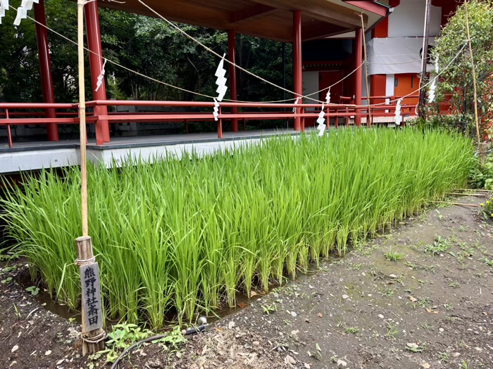 自由が丘熊野神社　斎田