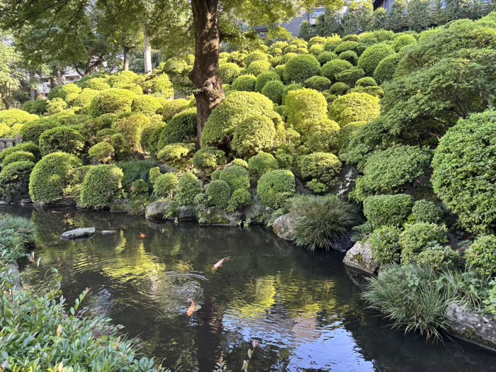 文京区 根津神社 夏詣