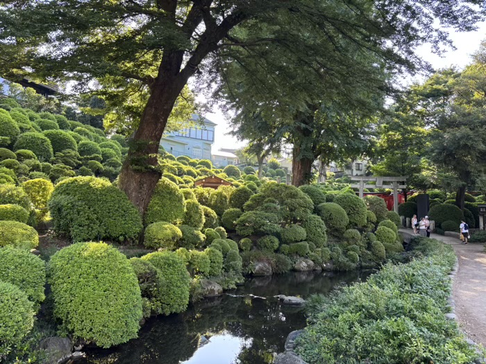 文京区 根津神社 夏詣